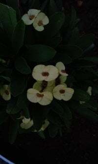 Deliciouskimi avatar