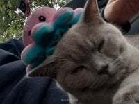 KITTY060303 avatar