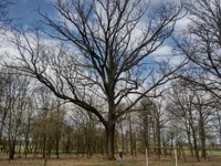 Klamraa avatar