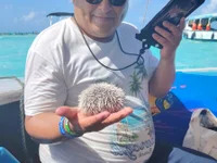 Pipuloc avatar