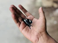Teluguhyd avatar