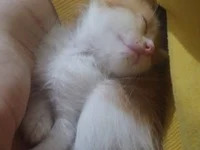 Turkish_power31 avatar