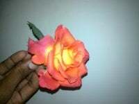 ammu_s avatar