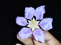 anup_dick avatar