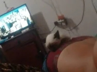 casal895 avatar