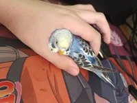 farok03857 avatar