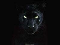 funboytamildick avatar