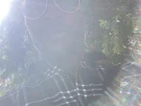 ishandis avatar