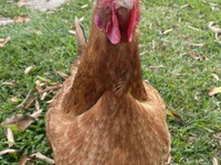 pyto974 avatar