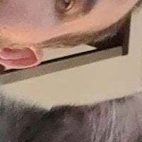 verylargecock avatar