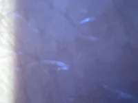 youngcock649 avatar