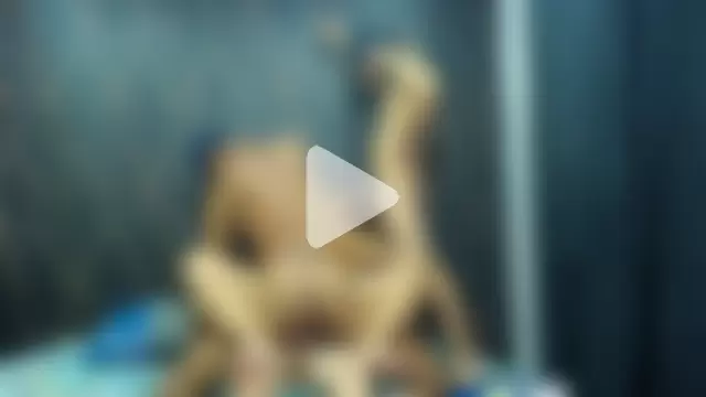 4SexFantastic photo 22