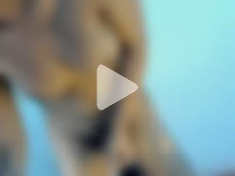 ASIANLOVELY_DOLL photo 17