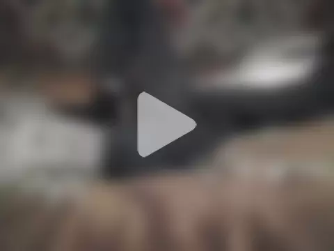 AlferezzSolvajo photo 17