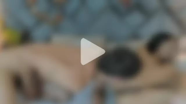 Buda_and_Cataleya_ photo 18