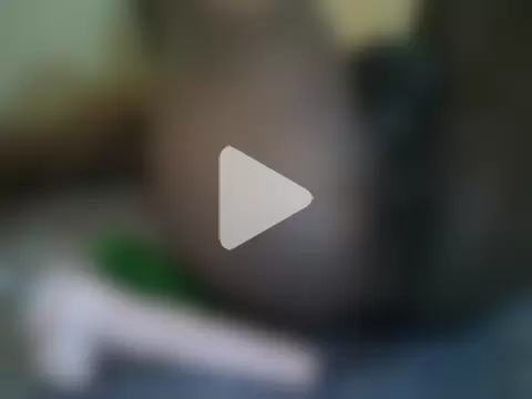 HomeBully photo 8