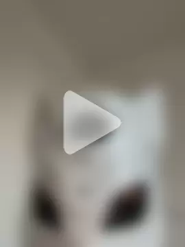 KittenCarnivore photo 14