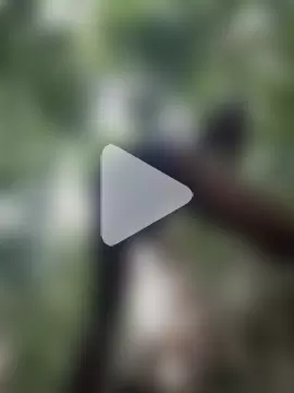 Melaneighted photo 9