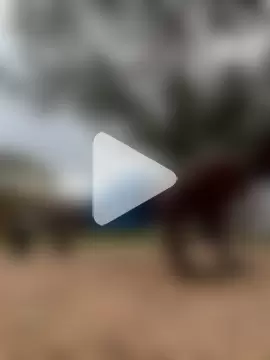 Melaneighted photo 3