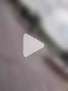 MrPalmTrees photo 16