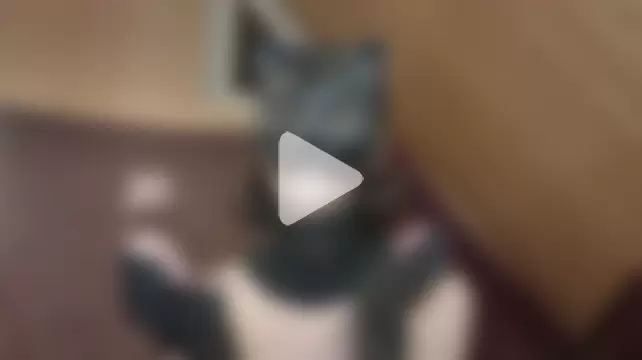 NovaKitty888 photo 11