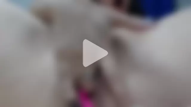 Pandoramantini photo 13