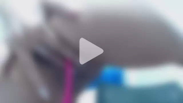 Pandoramantini photo 20