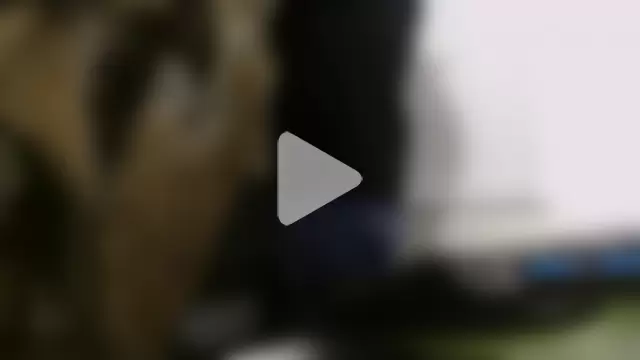 Prolapse_Pig photo 2