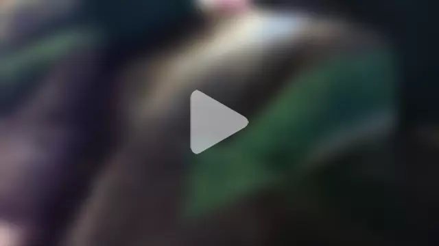 Prolapse_Pig photo 10