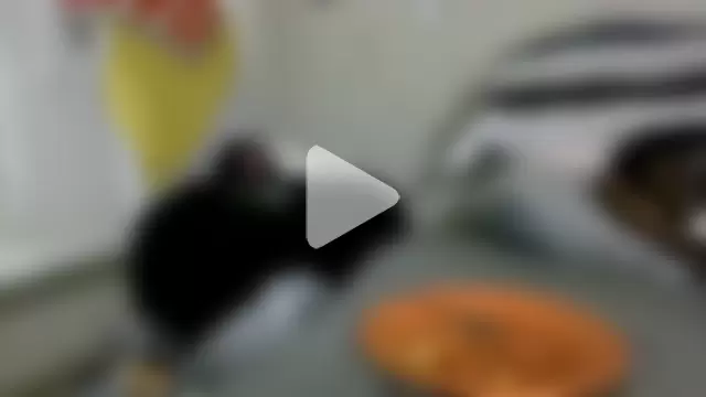 Triggerhappycj100 photo 16