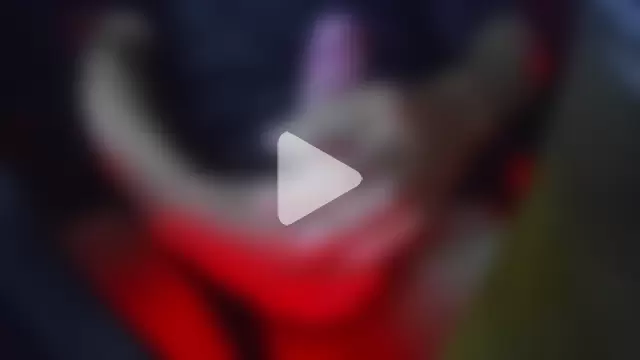 Young_Dutch_Cock photo 1