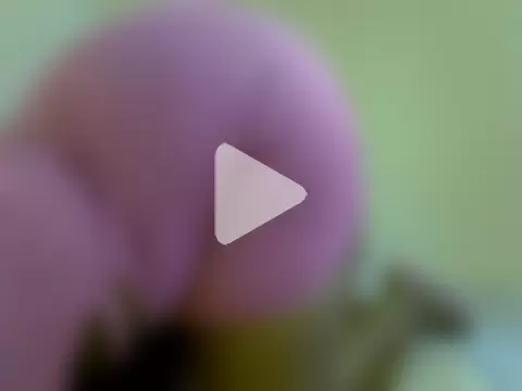 _Blueberry1 photo 5