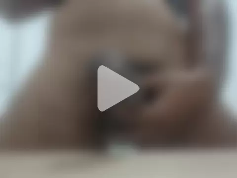 brownskinbull1 photo 10