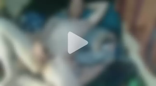 hornyashellhyhans photo 13