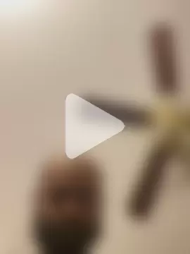 islandvybee55 photo 17