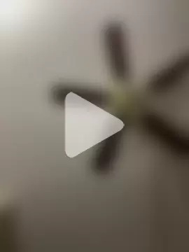 islandvybee55 photo 13