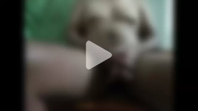 jimmy_indian_bull photo 7