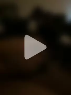 papillon013 photo 15