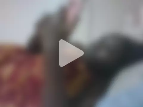 queen_aria19 photo 22