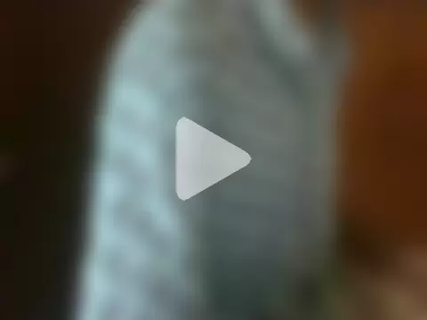 sub_slave_indi photo 9