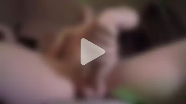 wappyflanker photo 3