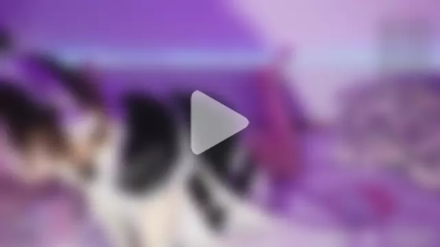whitekittenenergy photo 9